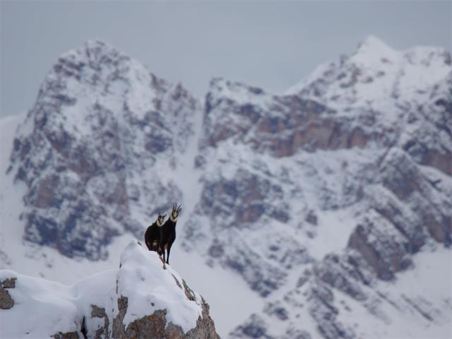 Foto für Dolomiti Ranger - Wildbeobachtung im Schnee