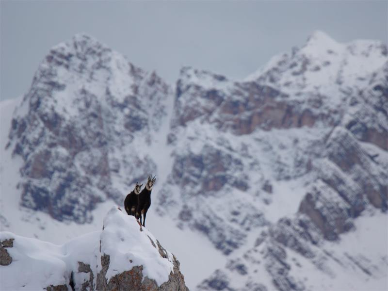 Foto per Dolomiti Ranger - Avvistamento animali selvatici nella neve